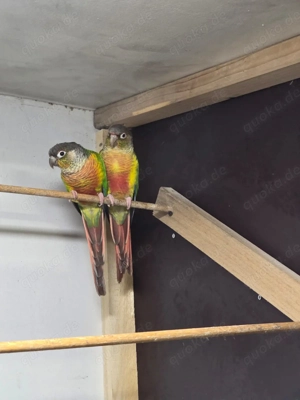 Guten Tag wir geben noch ein schönes Pärchen Rotschwanzsittiche  ab.  Bild 3