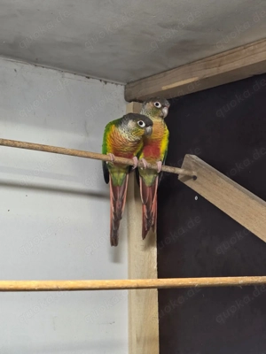 Guten Tag wir geben noch ein schönes Pärchen Rotschwanzsittiche  ab.  Bild 2