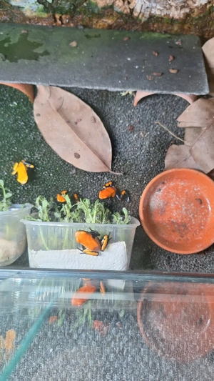 Hamm möglich! Adelphobates Galactonotus Orange