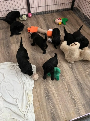 Reinrassige Kleinpudel-Welpen suchen liebevolle Familien