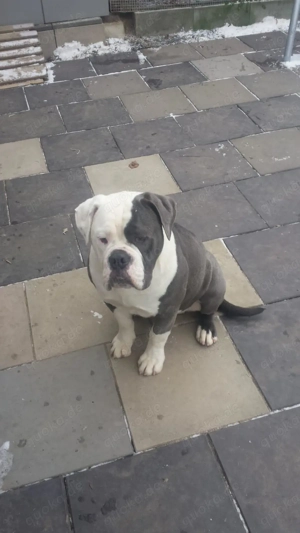 Suche old english Bulldog,  OEB, Rüde