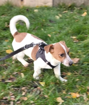 Kleiner Hundebub Nico