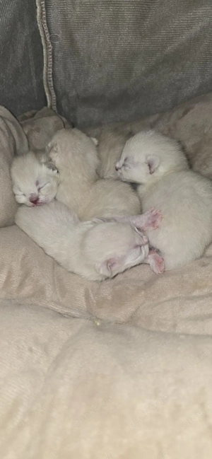 Mix Siam BKH Baby Katzen
