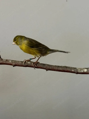 Slavujar Kanarien Hahn