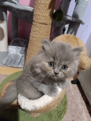 BKH Reinrassige Bärchen 