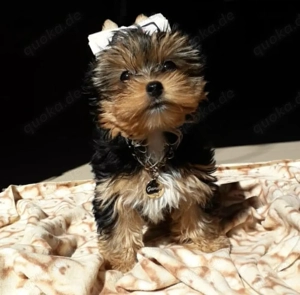 Sie ist Single und sucht ein liebevolles Zuhause.