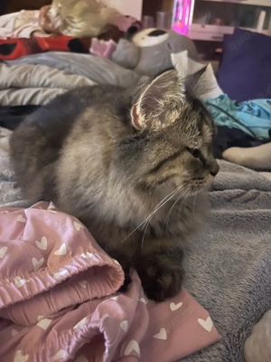 kater abzugeben-Dringend