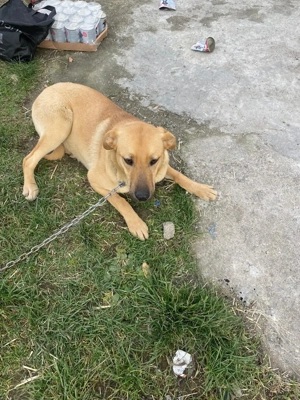 Mehrere Fellnasen suchen ein Zuhause