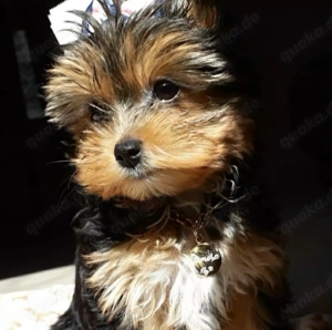Hallo, dieser Yorkshire-Terrier-Welpe steht nicht zum Verkauf, wir suchen nur ein gutes Zuhause für 