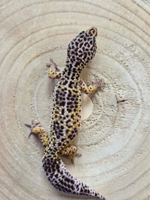 0.1 Mack Snow Leopardgecko
