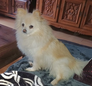 Pomeranian Zwergspitz Weibchen