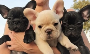 Französische Bulldoggen Welpen suchen ein schönes Zuhause 