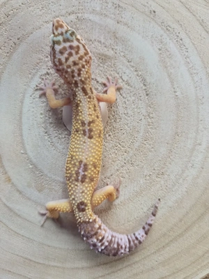 0.1 Rainwater Albino