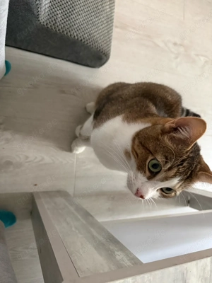 Kater , braun  weiß