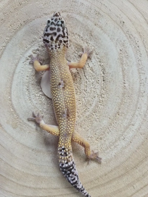 0.1 Hypo Leopardgecko