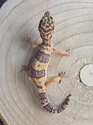 0.1 Rainwater Albino