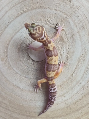 1.0 Rainwater Albino Leopardgecko