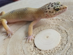 0.1 Green Tangerine Leopardgecko