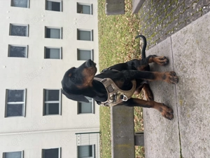 Doberman Puppy