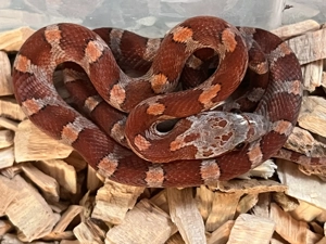 Kornnatter Bloodred NZ