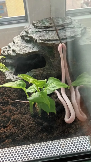 Kornatter zu verkaufen  Bild 3