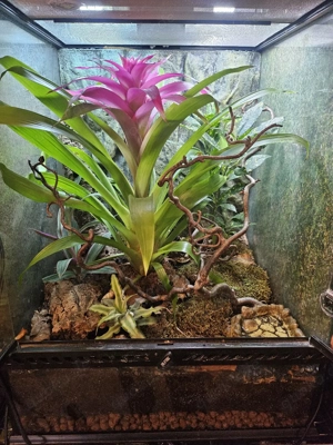 Exo Terra 45*45*60 mit Jungferngeckos und Vampirkrabben abzugeben 