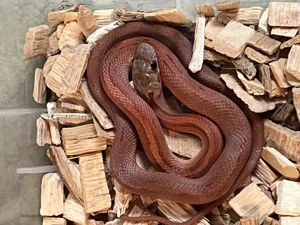 Kornnatter Striped Nachzucht