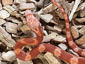 Kornnatter Amel Nachzucht