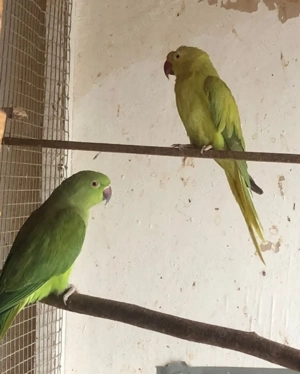 alexander sittich halsband sittich 1.1