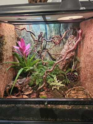 Exo Terra 60x45x60 mit 5 Dendrobates auratus