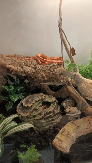 Kornatter mit Terrarium