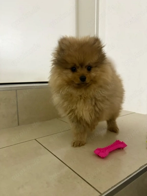 pomeranian welpen