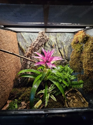 Exo Terra 60x45x60 mit 5 Dendrobates auratus blue