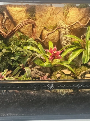 ExoTerra 45*60*45 mit 5 Dendrobates tinctorius