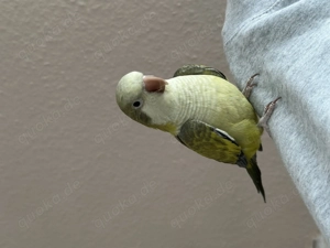 Junger handzahmer Mönchsittich 