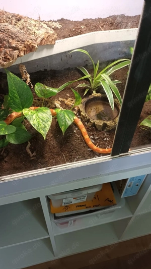 Kornatter mit Terrarium Bild 2