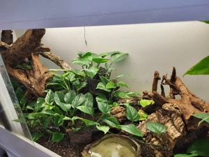 Kornatter mit Terrarium Bild 4