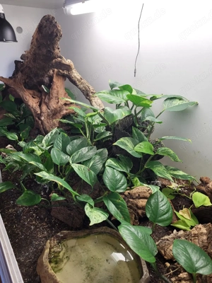 Kornatter mit Terrarium Bild 5