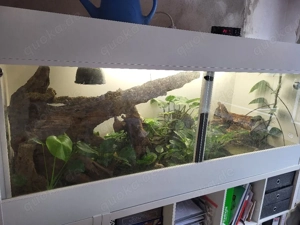 Kornatter mit Terrarium Bild 3