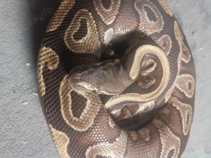 Königspython, Python regius 