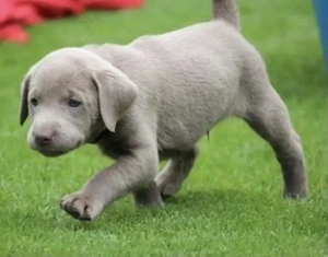 Silber Labrador Welpen mit Papieren