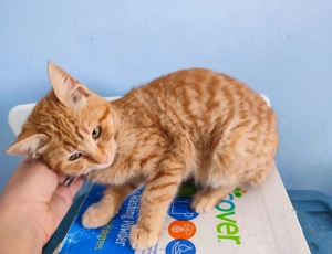 Kätzchen aus dem Tierschutz