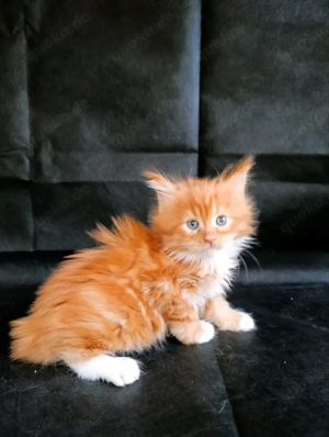 Wunderschöne Maine-Coon-Kätzchen (3 Monate alt) in liebevolle Hände abzugeben