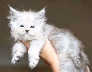 Liebevolle Maine-Coon-Kätzchen (3 Monate) suchen ein Zuhause