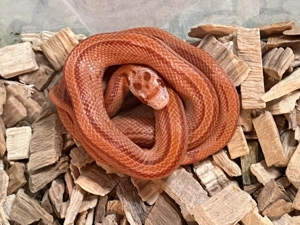 Kornatter Fire Striped Nachzucht