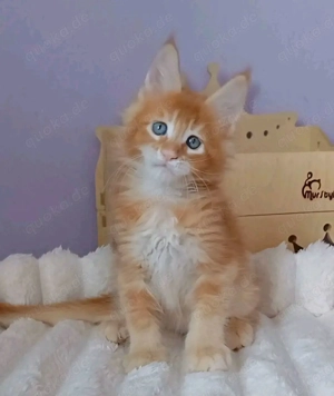 Wunderschöne Maine-Coon-Kätzchen suchen ein liebevolles Zuhause