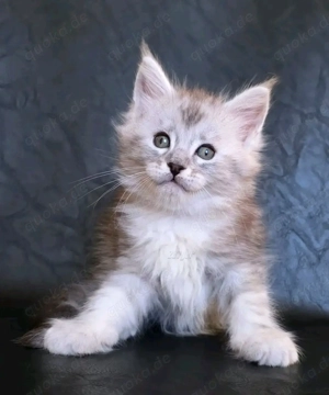 Maine-Coon-Kitten   12 Wochen alt   bereit für den Umzug