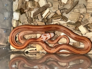 Kornatter Fire Striped Nachzucht (Reserviert Bild 3&4)