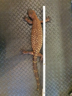 Skorpion Krustenechse 