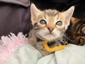 Wunderschöne Bengalkätzchen in beste Hände abzugeben